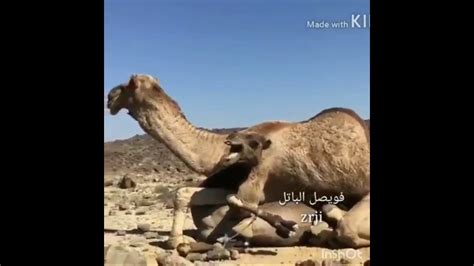 سکس حیوانات باانسان|سکس با اسب سوپر حیوانی انسان باسگ Zoofilia sex with hardcore fucking